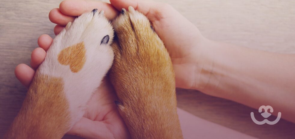 Convívio-com-animais-traz-benefícios-a-saúde-física-e-mental-do-tutor