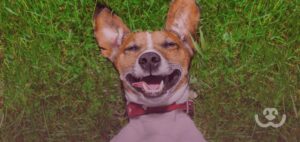 Convívio-com-os-animais-traz-benefícios-à-saúde-física-e-mental-do-tutor-PERSONAPET