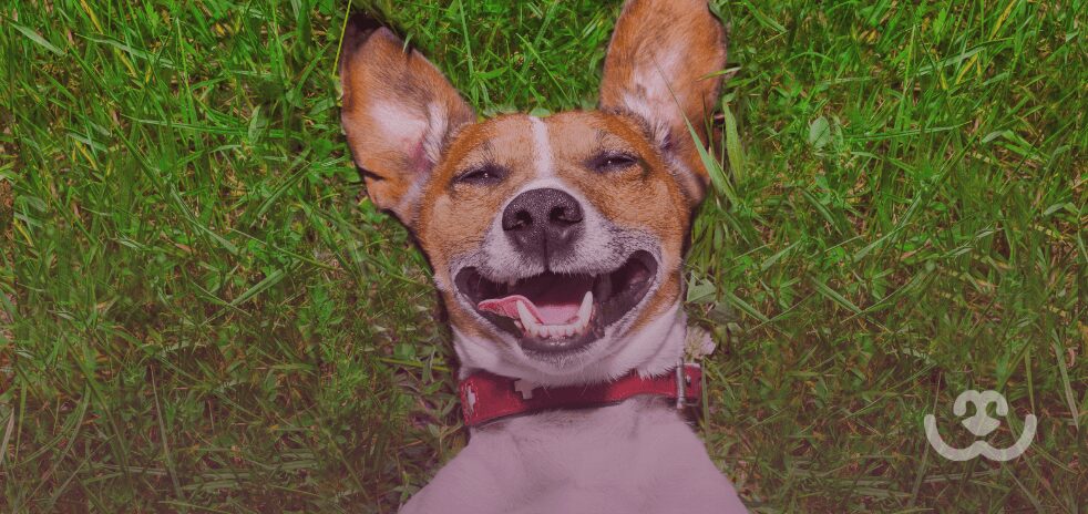 Convívio-com-os-animais-traz-benefícios-à-saúde-física-e-mental-do-tutor-PERSONAPET